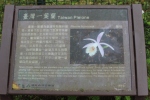 Pleione Orchid information