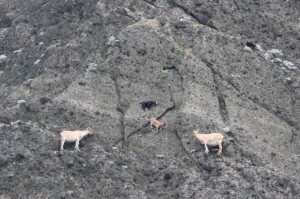 Climbing goats
